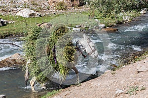 Donkey carrying large load of harvested crops across the Urech River