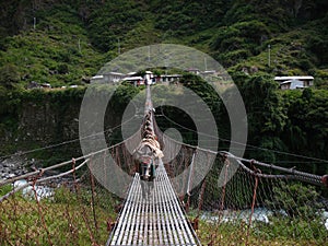 Donkey carrying load through suspension bridge