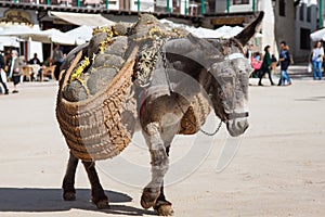 Donkey carrying a sunflower in chinchon near madrid.