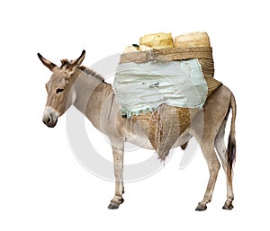 Donkey carrying supplies photo