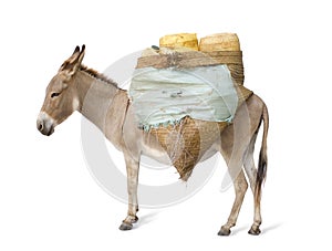 Donkey carrying supplies photo