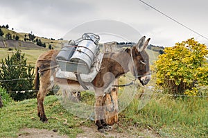 Donkey carrying water and supplies Chimborazo, in rural Ecuador