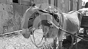 Donkey with a cart and cargo. On carts drawn by a donkey. Pet. A heavy yoke. Assistant for transporting cargo and bags. Like old