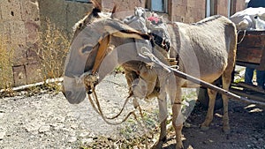 Donkey with a cart and cargo. On carts drawn by a donkey. Pet. A heavy yoke. Assistant for transporting cargo and bags. Like old