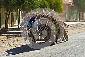 Donkey Cart filled with dryed palm leaves, Morocco