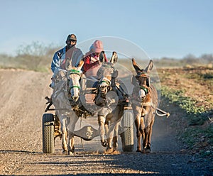 Donkey Cart