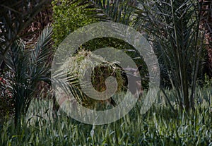 Donkey charging through the field carrying grass load