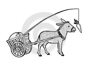 Donkey chasing carrot sketch vector illustration