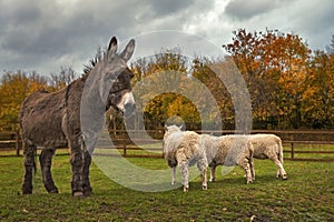 Donkey and cheeps. Local farm.