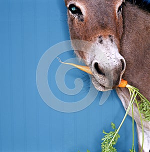 Donkey chewing carrot