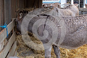 donkey on christmas market stall