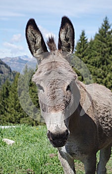 Donkey