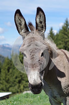 Donkey