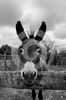 donkey close-up on a farm background