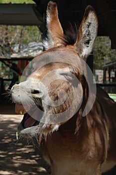 Donkey Closeup