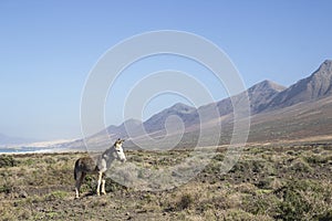 Donkey at Cofete beach, Fuerteventura, Spain