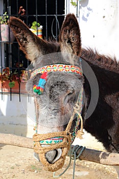 Donkey with a colorful headstall