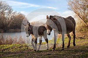 Donkey and colt walking outdoor