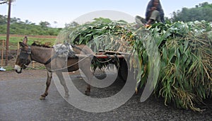 Donkey and the Corn