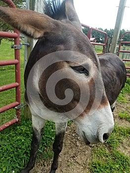 Donkey in a corral area on a rescue sanctuary