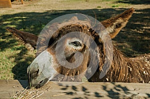 Donkey on a corral from a farm