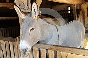 Donkey Cotentin in his stable