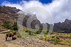 Donkey in Cova de Paul votano crater in Santo Antao island, Cape Verde