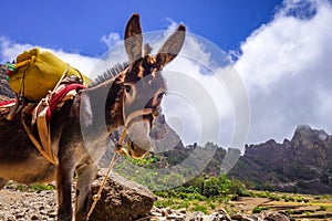 Donkey in Cova de Paul votano crater in Santo Antao island, Cape Verde photo