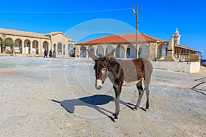 Donkey on Cyprus