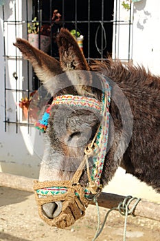Donkey decorated with a colored headstall