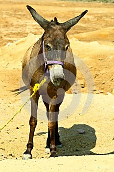 Donkey in the desert