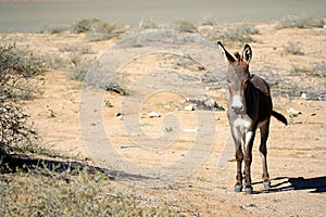 Donkey on a desert