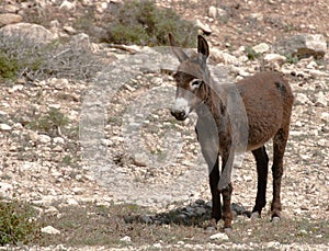 Donkey in the desert - Fez Morocco