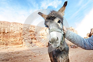 Donkey on a desert in Jordan national park - Wadi Rum desert. Travel photoshoot. Natural background.