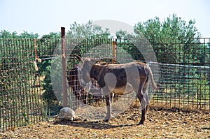 Donkey. photo