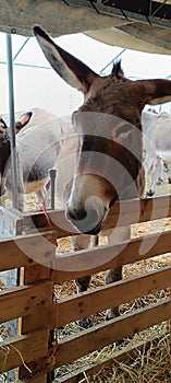 Donkey for display at a fair in Borno