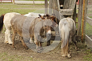 DOnkey.. Jackasses, green hill park zoo, worcester ma