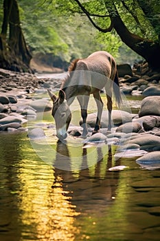 donkey drinking water from a clear stream