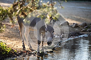 A donkey drinks water on a calm stream.