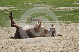 Donkey in the dust