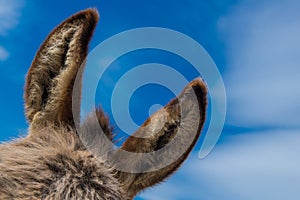 Donkey ears with blue sky