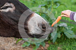 Donkey eating carrot