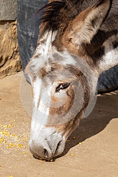 Donkey eating corn on the farm