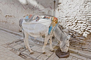 Donkey eating at Fez, Morocco