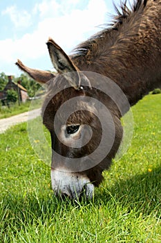 Donkey eating Grass