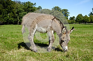 Donkey eating grass