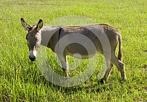 Donkey eating grass
