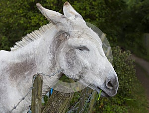 Donkey eating grass