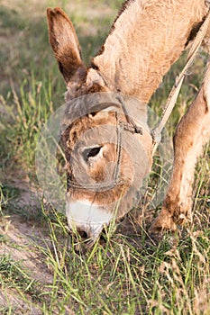 Donkey eating grass