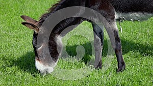 Donkey Eating Grass, Ireland